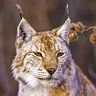 Lince